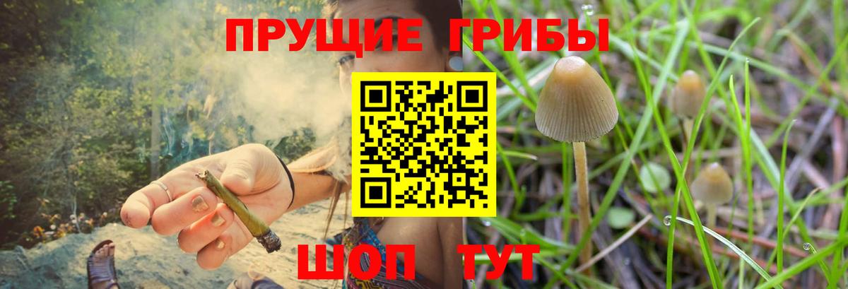 Галлюциногенные грибы Cubensis Хасавюрт